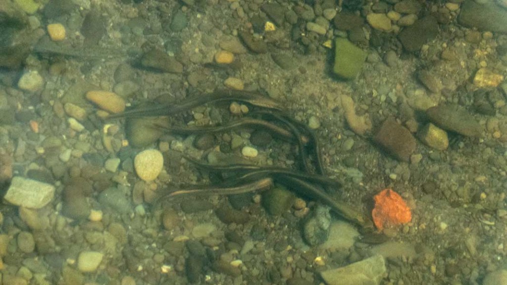 Eels in the River Arrow at Pembridge