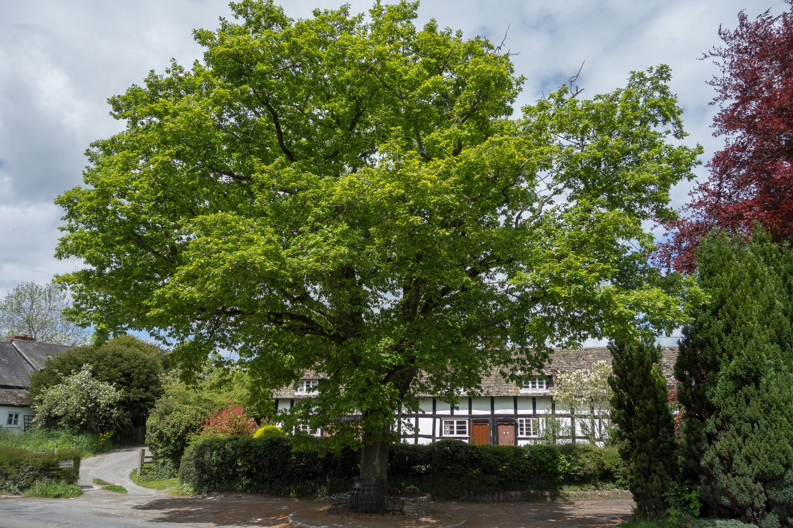 Oak tree in Pembridge