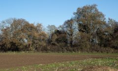 Anglo Saxon Pembridge & Rowe Ditch